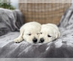 Small Labrador Retriever
