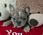 Small #4 Faux Frenchbo Bulldog