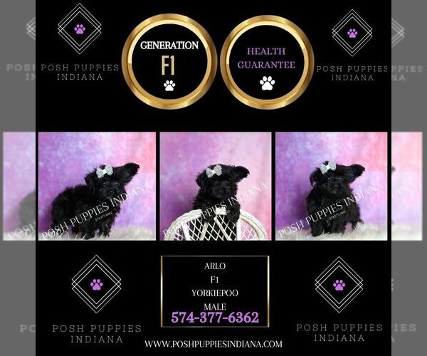 Medium Photo #2 Yorkipoo Puppy For Sale in WARSAW, IN, USA