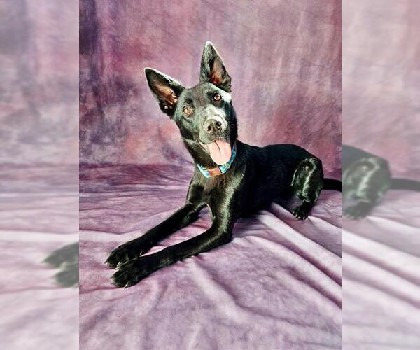 Medium Photo #2 German Shepherd Dog-Unknown Mix Puppy For Sale in Frisco, CO, USA