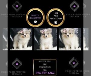 Pomeranian Puppy for sale in WARSAW, IN, USA