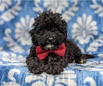 Small Photo #10 Poodle (Miniature) Puppy For Sale in KINZERS, PA, USA
