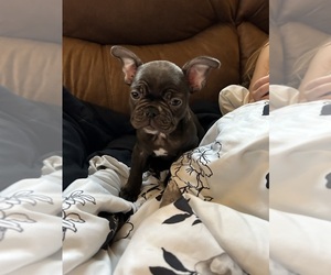 French Bulldog Puppy for sale in UNITYVILLE, PA, USA