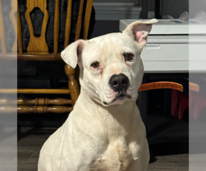 American Pit Bull Terrier-Unknown Mix Dogs for adoption in Virginia Beach, VA, USA