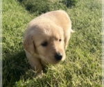Small Photo #2 Golden Retriever Puppy For Sale in VICI, OK, USA