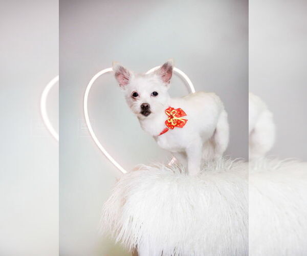 Medium Photo #2 Chihuahua-Unknown Mix Puppy For Sale in Caldwell, NJ, USA