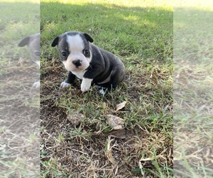 Boston Terrier Puppy for sale in FREDONIA, KS, USA