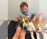 Small #2 Mutt