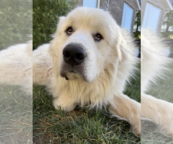 Medium Photo #2 Great Pyrenees Puppy For Sale in Bountiful, UT, USA