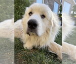 Small #1 Great Pyrenees