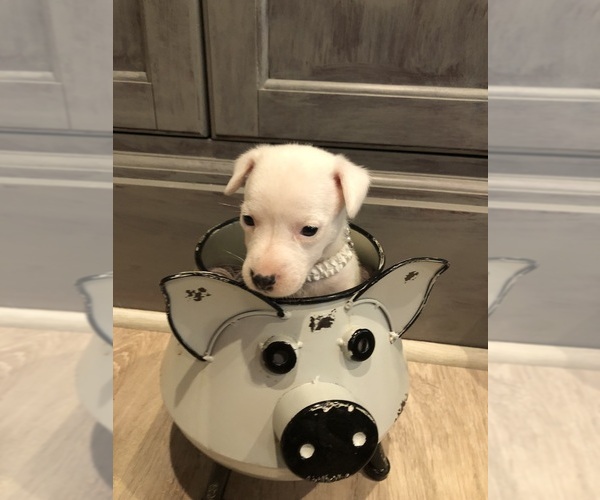 Medium Photo #6 Jack Russell Terrier Puppy For Sale in MABLETON, GA, USA