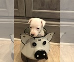 Small Photo #6 Jack Russell Terrier Puppy For Sale in MABLETON, GA, USA