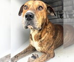 Small #1 Plott Hound