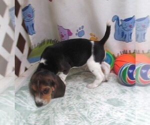 Beagle Puppy for sale in RATTAN, OK, USA