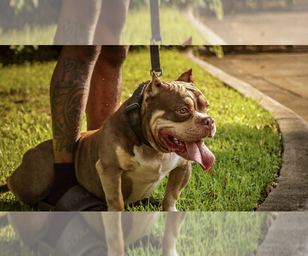 Medium Photo #1 American Bully Puppy For Sale in CRAWFORDVILLE, FL, USA