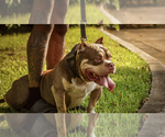Small Photo #1 American Bully Puppy For Sale in CRAWFORDVILLE, FL, USA