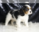 Small #3 Cavalier King Charles Spaniel