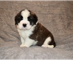 Small #9 Saint Bernard