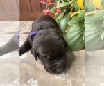 Small #2 Labrador Retriever
