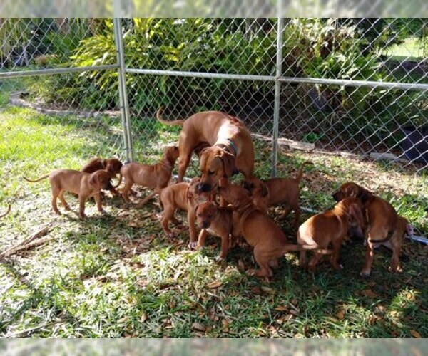 Medium Photo #11 Rhodesian Ridgeback Puppy For Sale in NEW SMYRNA, FL, USA