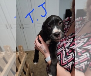 American Pit Bull Terrier-Unknown Mix Puppy for sale in LUDOWICI, GA, USA