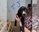 Small Photo #1 American Pit Bull Terrier-Unknown Mix Puppy For Sale in LUDOWICI, GA, USA