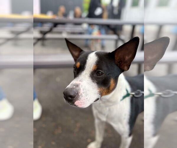 Medium Photo #5 Mutt Puppy For Sale in Westwood, NJ, USA