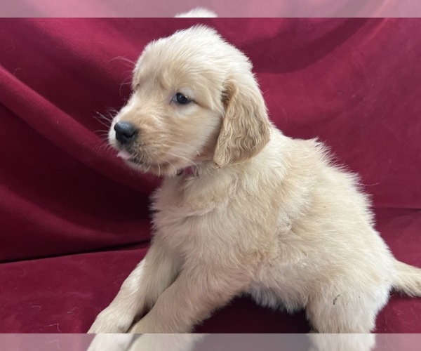 Medium Photo #3 Golden Retriever Puppy For Sale in DETROIT, MI, USA