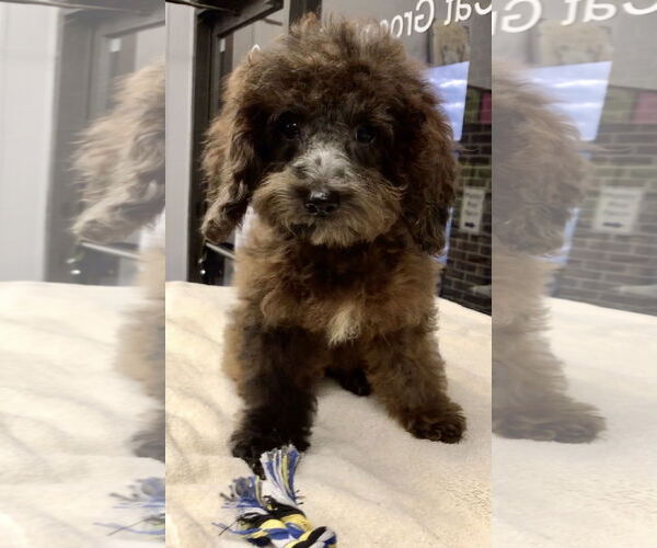 Medium Photo #1 Cockapoo Puppy For Sale in Lincolnwood, IL, USA