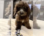 Small Cockapoo