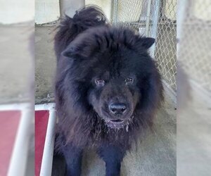 Leo (Chow) - Male Chow Chow Dog for Adoption - Photo #2