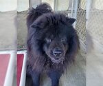 Small Photo #2 Chow Chow Puppy For Sale in Ventura, CA, USA