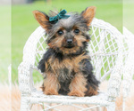 Small Photo #4 Yorkshire Terrier Puppy For Sale in WARSAW, IN, USA