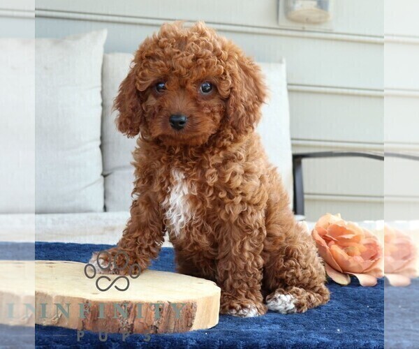 Medium Photo #4 Cavapoo Puppy For Sale in LEOLA, PA, USA
