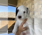 Small Photo #14 Australian Labradoodle Puppy For Sale in OCEANSIDE, CA, USA