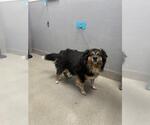 Small German Shepherd Dog Mix