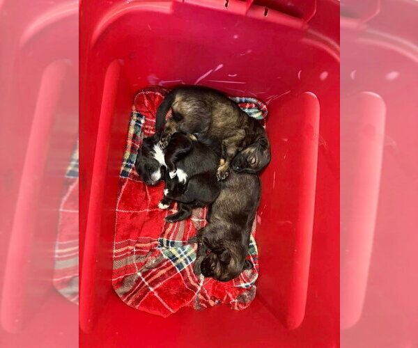 Medium Photo #4 Colonial Cocker Spaniel-Unknown Mix Puppy For Sale in Aurora, IN, USA