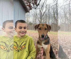 German Shepherd Dog-Unknown Mix Dogs for adoption in Rustburg, VA, USA