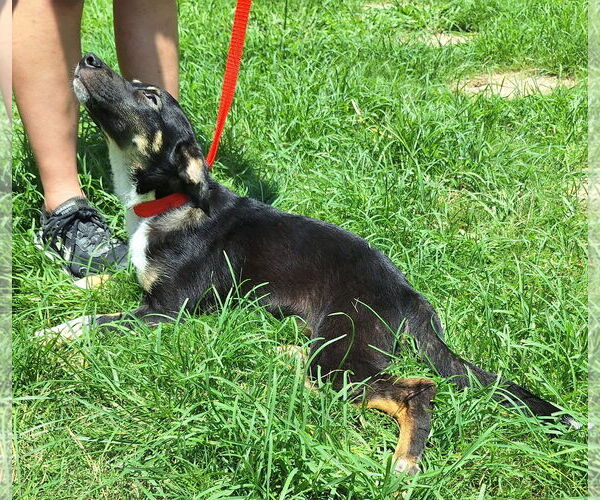 Medium Photo #4 Mutt Puppy For Sale in Wetumpka, AL, USA