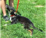 Small #3 Mutt