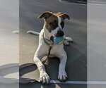Small Photo #18 Bulloxer Puppy For Sale in Lake Forest, CA, USA
