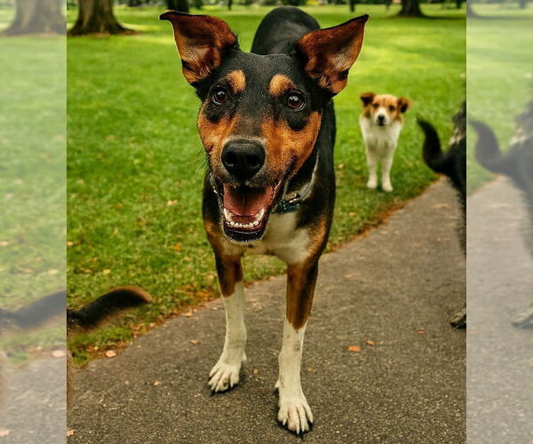 Medium Photo #2 - Mix Puppy For Sale in Vail, AZ, USA