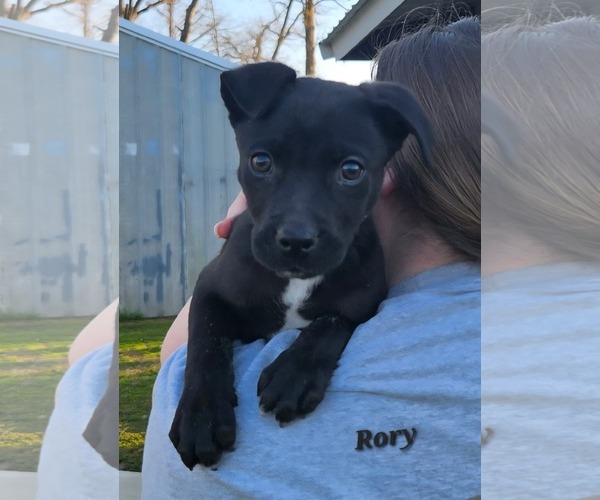 Medium Photo #1 Boston Terrier-Labrador Retriever Mix Puppy For Sale in Oakhurst, NJ, USA