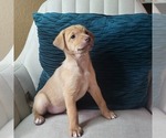 Small #4 Carolina Dog-Miniature Australian Shepherd Mix