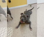Small #7 American Pit Bull Terrier