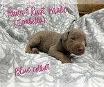 Puppy 3 Doberman Pinscher