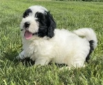 Small Photo #1 Newfoundland-Poodle (Toy) Mix Puppy For Sale in NILES, MI, USA