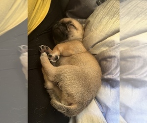 Frenchie Pug Puppy for sale in MERIDEN, MN, USA