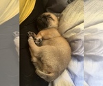 Small Frenchie Pug