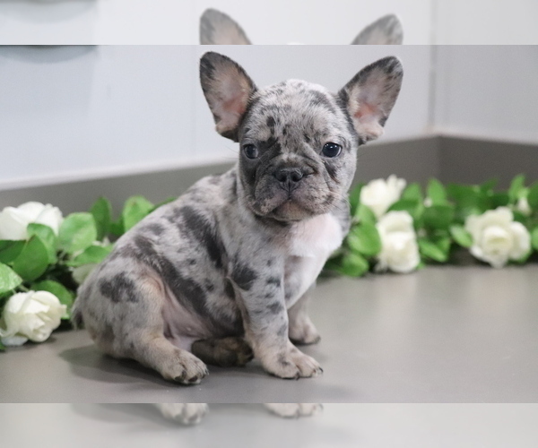 Medium Photo #1 French Bulldog Puppy For Sale in SHILOH, OH, USA